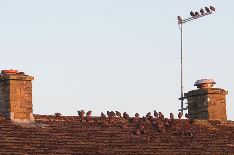 Starling-youngsters.jpg