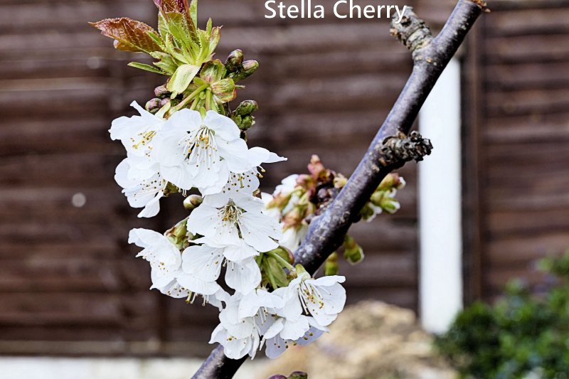 Stella Cherry.JPG