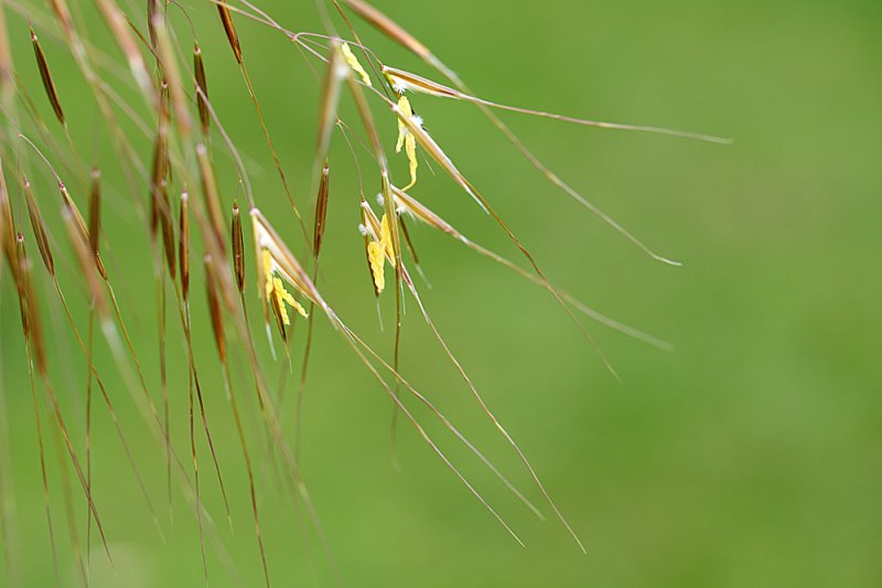 Stipa-flowers f5.6.jpg