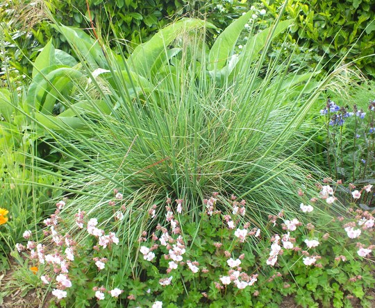 stipa.jpg