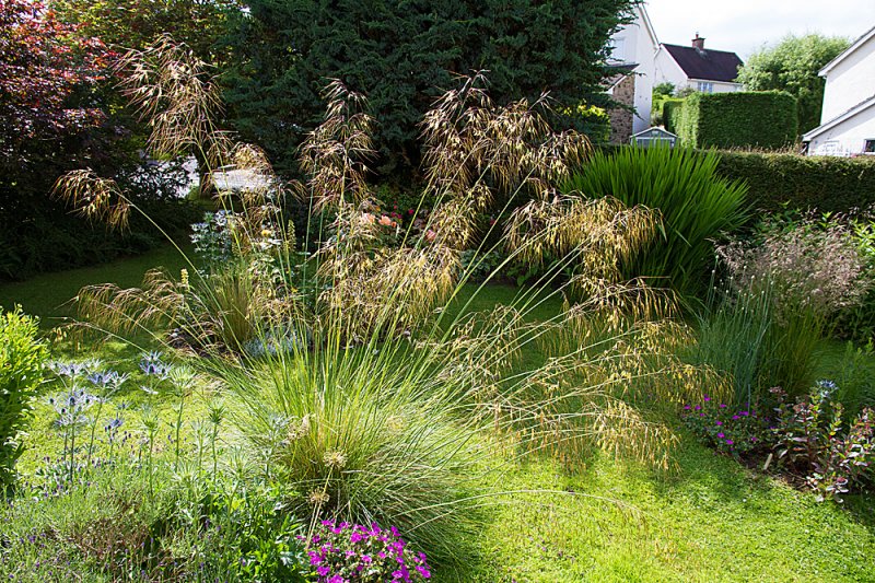 Stipa-morning-light-2.jpg