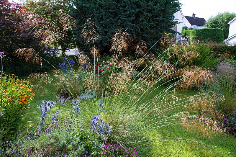 Stipa-morning-light-3.jpg