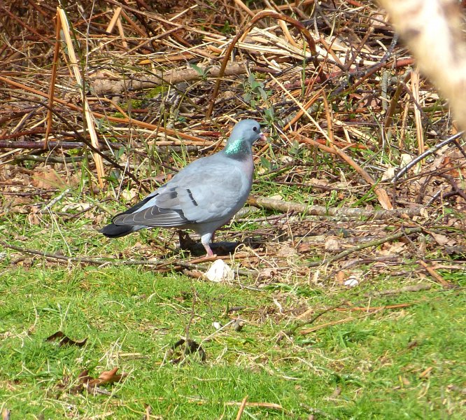 stock dove.JPG