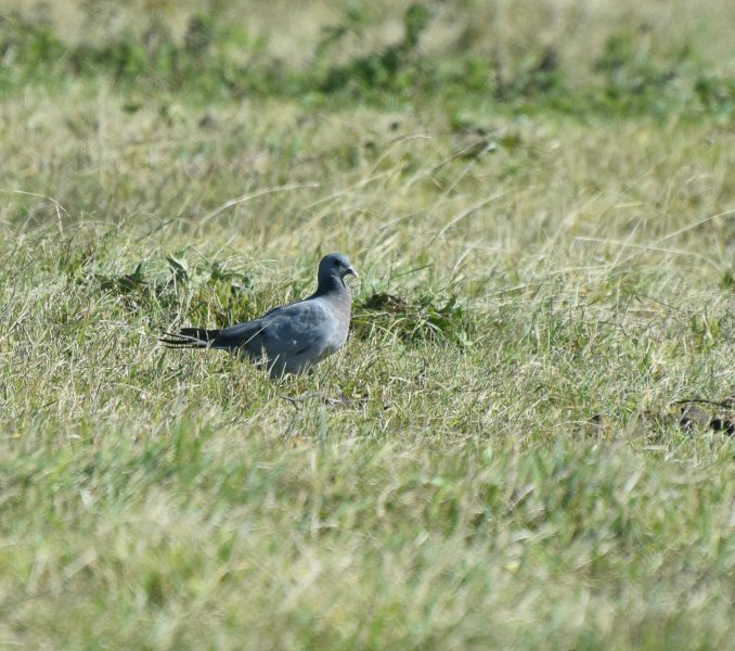 stock dove.jpg