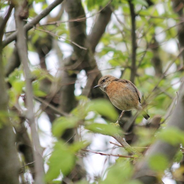 Stonechat F Snapseed.jpg