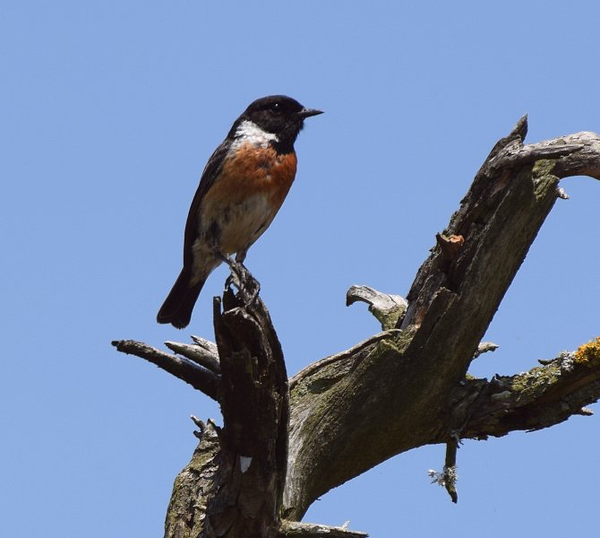 Stonechat1.JPG