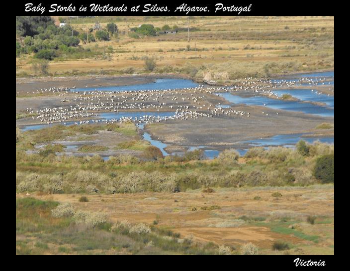 Storks on Wetlands, 31 Aug 12.JPG