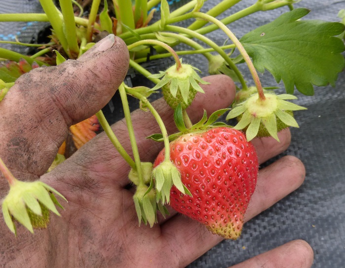 strawb may 2015.jpg