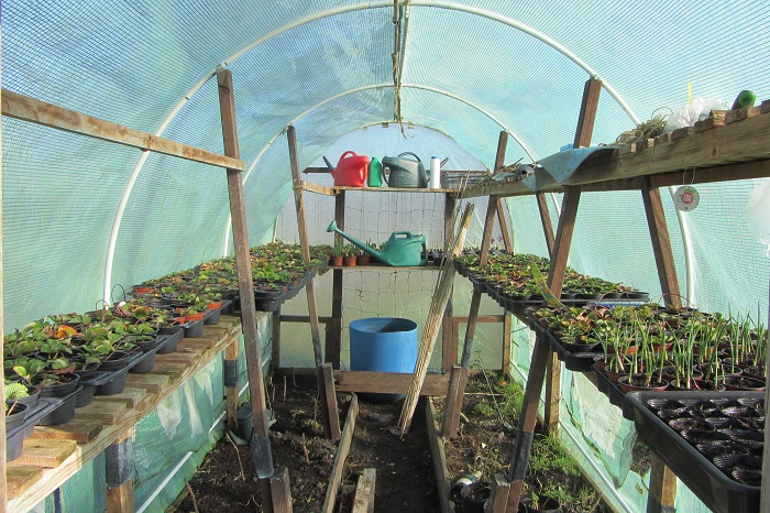 strawberries in tunnel.jpg