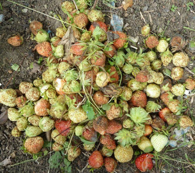 strawberries vermin gathered.jpg