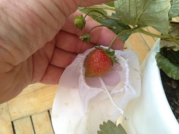 strawberry in  protection bag - mini.jpg