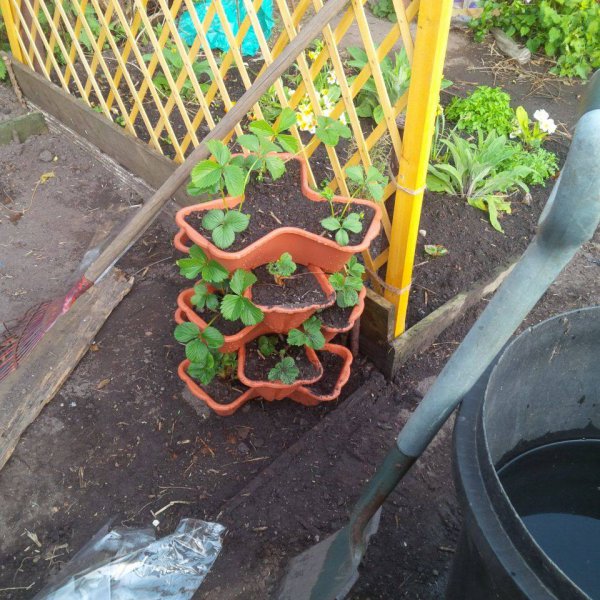 Strawberry planter.jpg