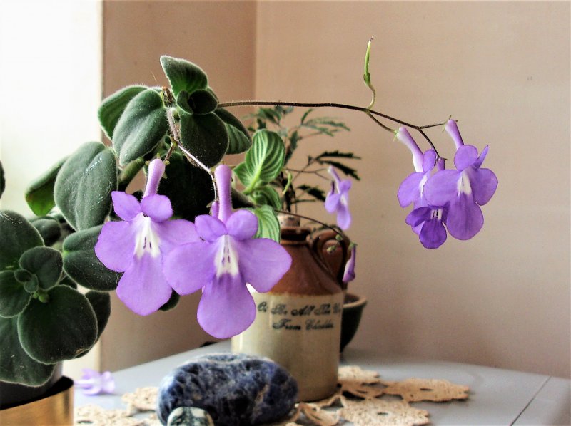 Streptocarpus saxorum.JPG