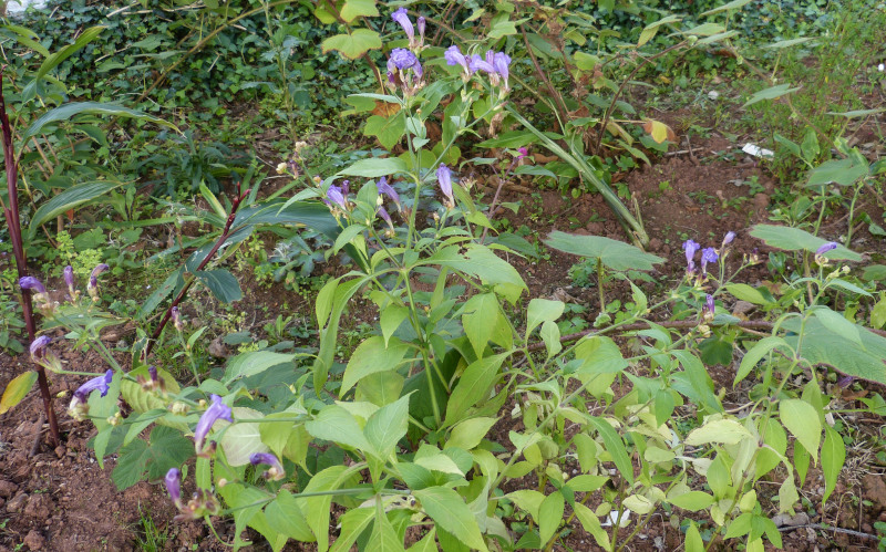 Strobilanthes attenuata.JPG