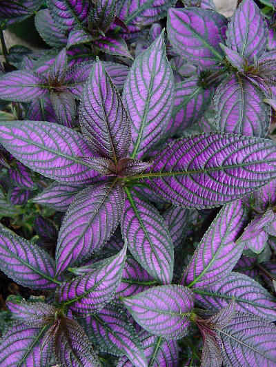 Strobilanthes.jpg