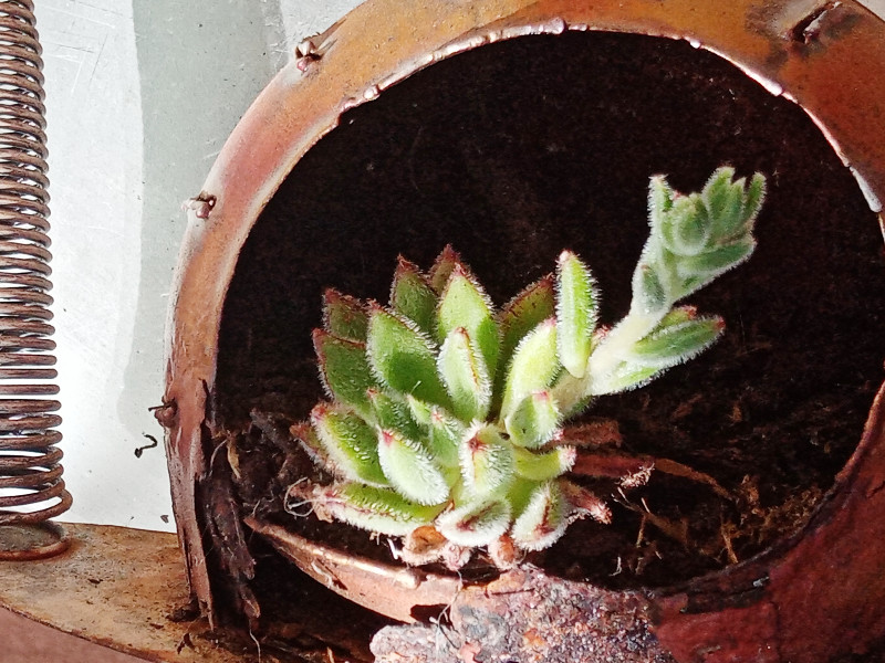 Succulent ID 1 May 23.jpg