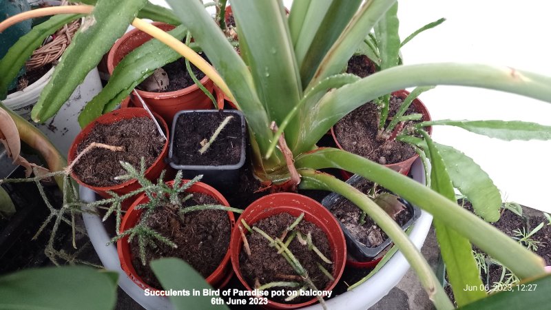 Succulents in Bird of Paradise pot on balcony 6th June 2023.jpg