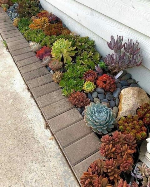 Succulents.jpg