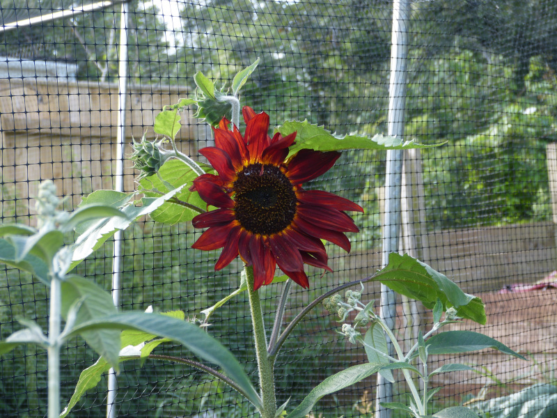 Sunflower 2.JPG