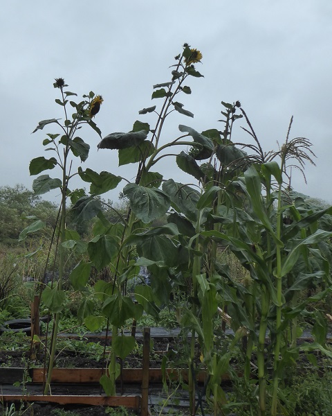 sunflower 2nd tallest.jpg