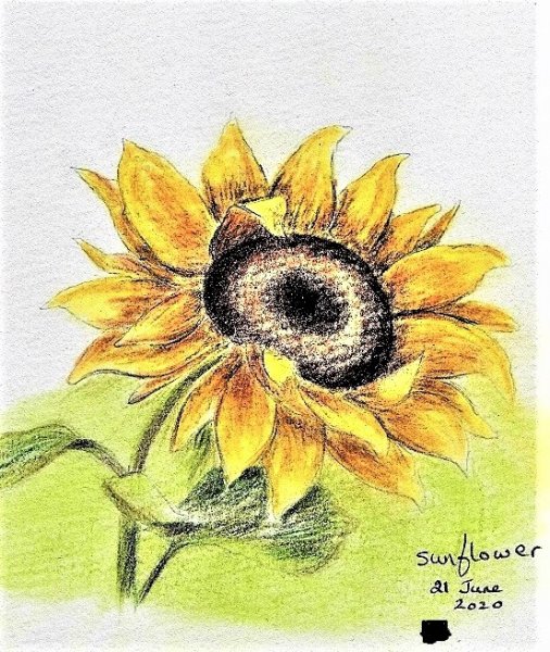 Sunflower - Copy (2).jpg