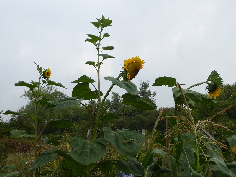 sunflower extension.jpg