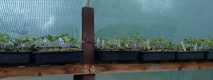 sunflowers seedlings 2015.jpg