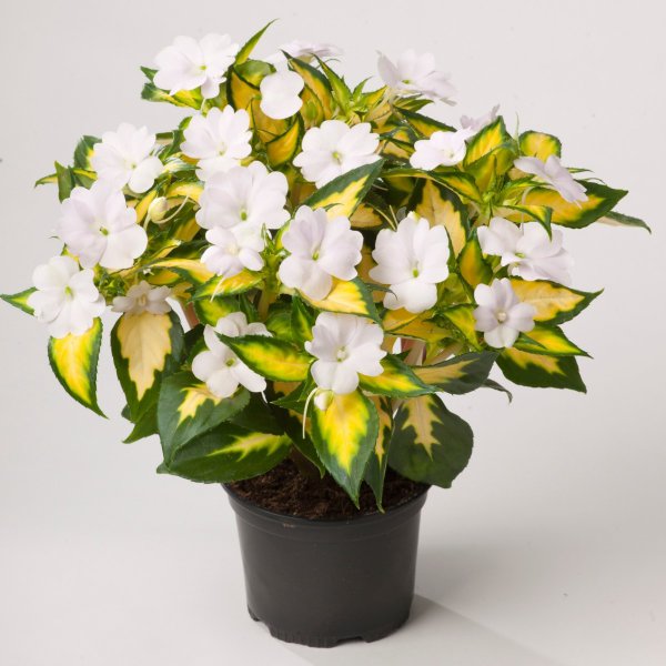 SunPatiens-Variegated-White-5-Large-Plug-Plants-[1]-82014-p (1).jpg