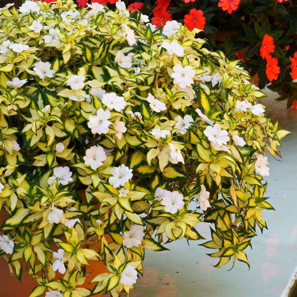 SunPatiens-Variegated-White-5-Large-Plug-Plants-[2]-82014-p.jpg