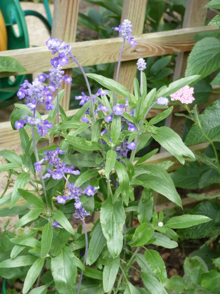 Super Salvias 2013 005.JPG