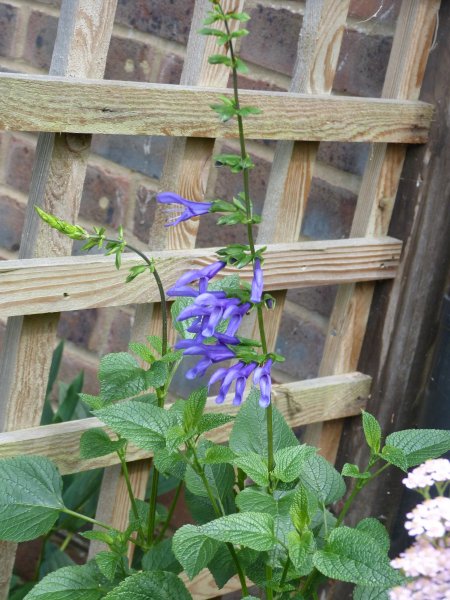 Super Salvias 2013 006.JPG