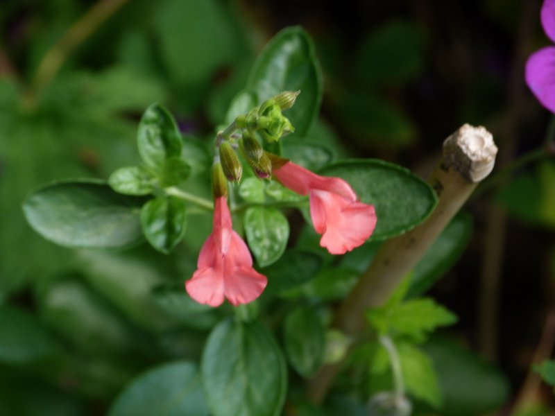 Super Salvias 2013 007.JPG