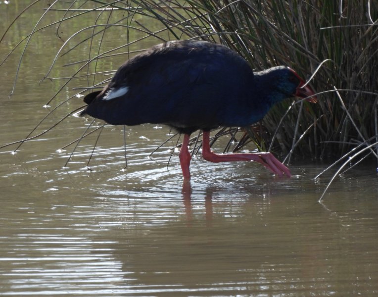 Swamp Hen (1).JPG