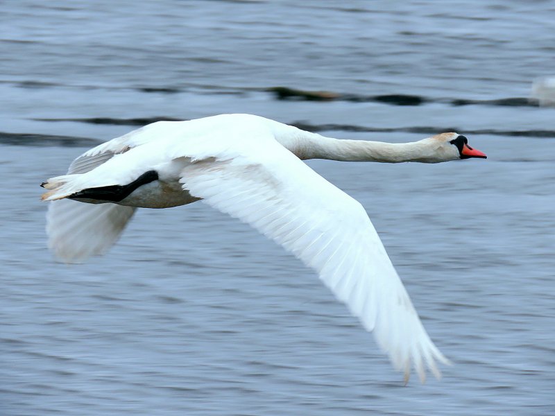 swan 1.jpg