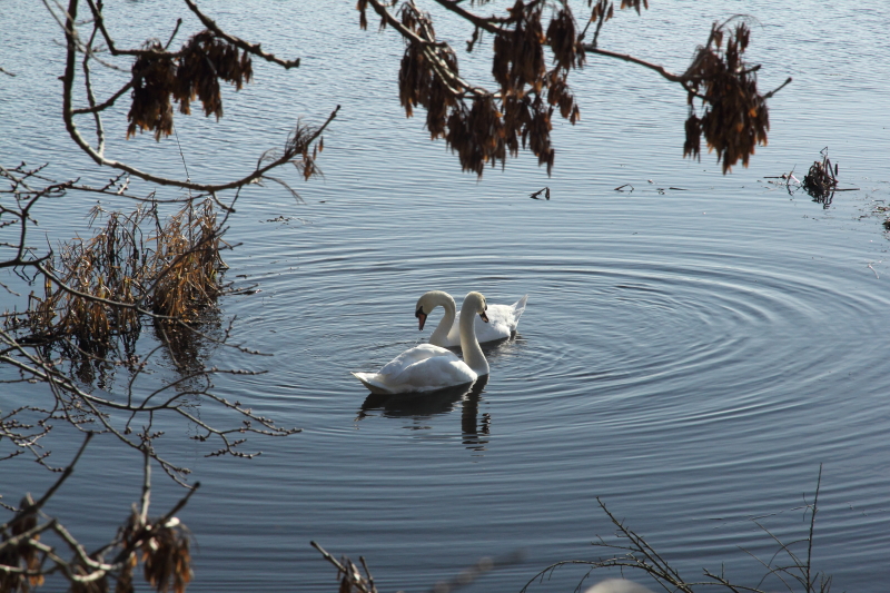 swans_0467.JPG