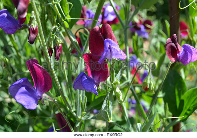 sweet-pea-matucana-growing-in-a-summer-garden-uk-ex9rg2.jpg