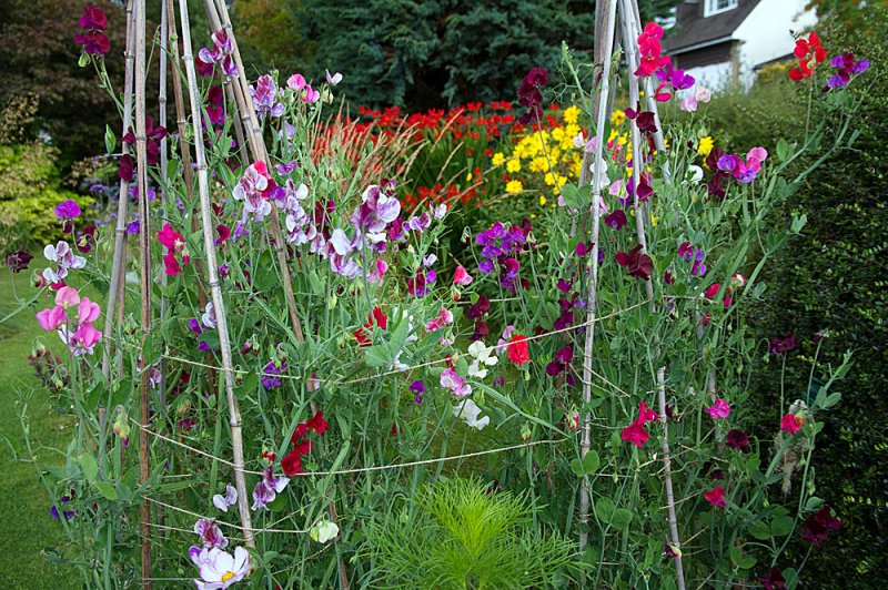 Sweet-Peas-Aug.jpg