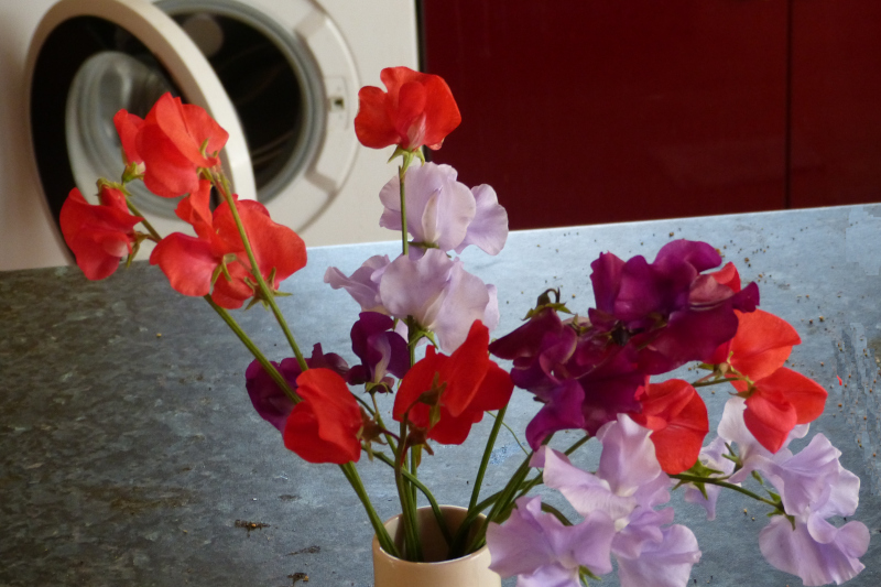 Sweet Peas.JPG