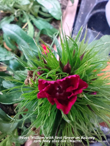 Sweet William with first flower on balcony 12th May 2022 001 (Macro).jpg