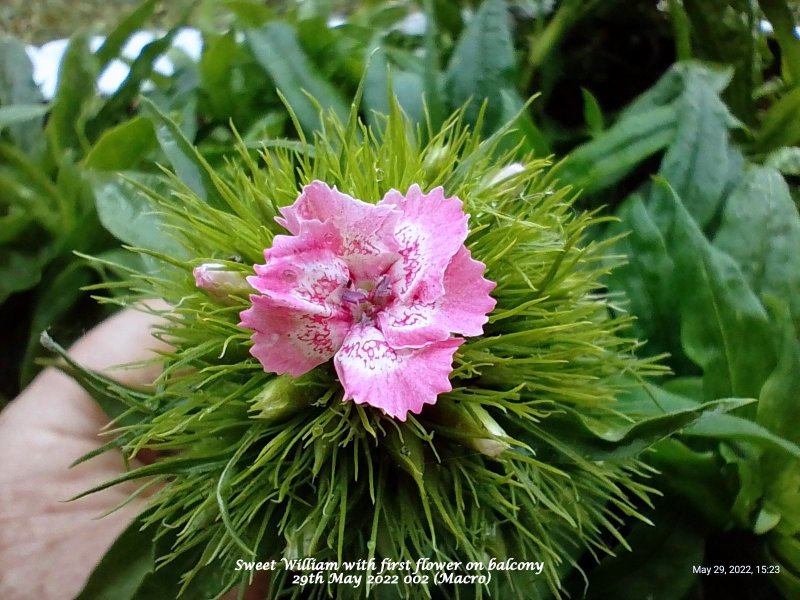 Sweet William with first flower on balcony 29th May 2022 002 (Macro).jpg