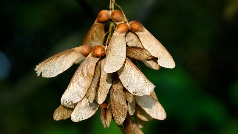 sycamore-seeds-naturepl-01570678-sylvain-cordier.jpg