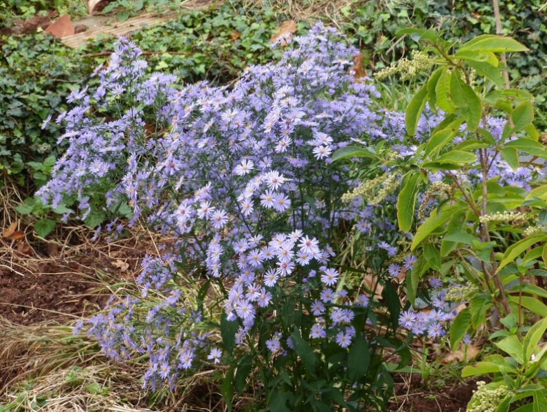 Symphotrichum cordifolium Little Carlow.JPG