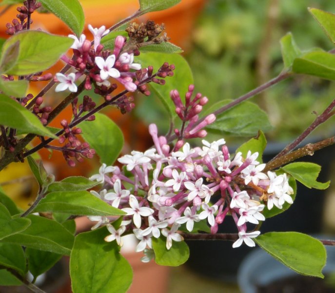 Syringa microphylla flower.JPG