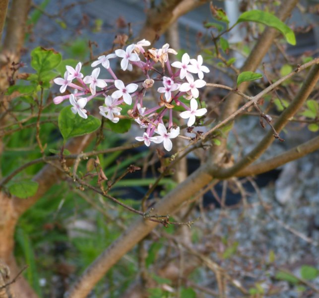 Syringa microphylla.JPG