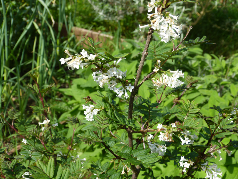 Syringa pinnatifolia.JPG