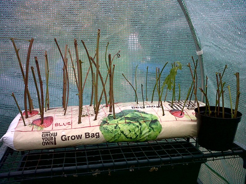 tamarisk cuttings.jpg