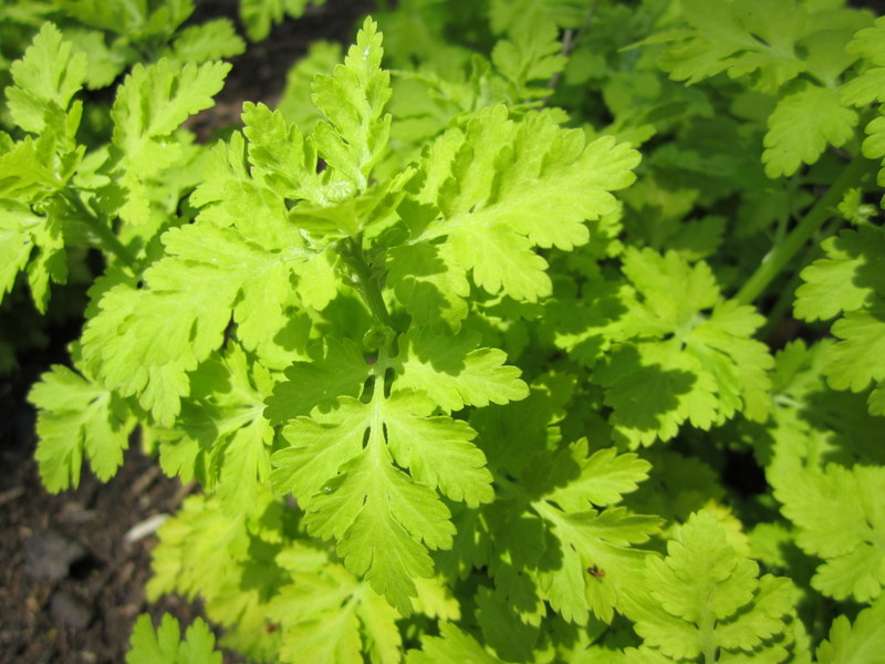 TANACETUM  PARTHENIUM  AUREUM   03-06-2010 11-45-45.JPG