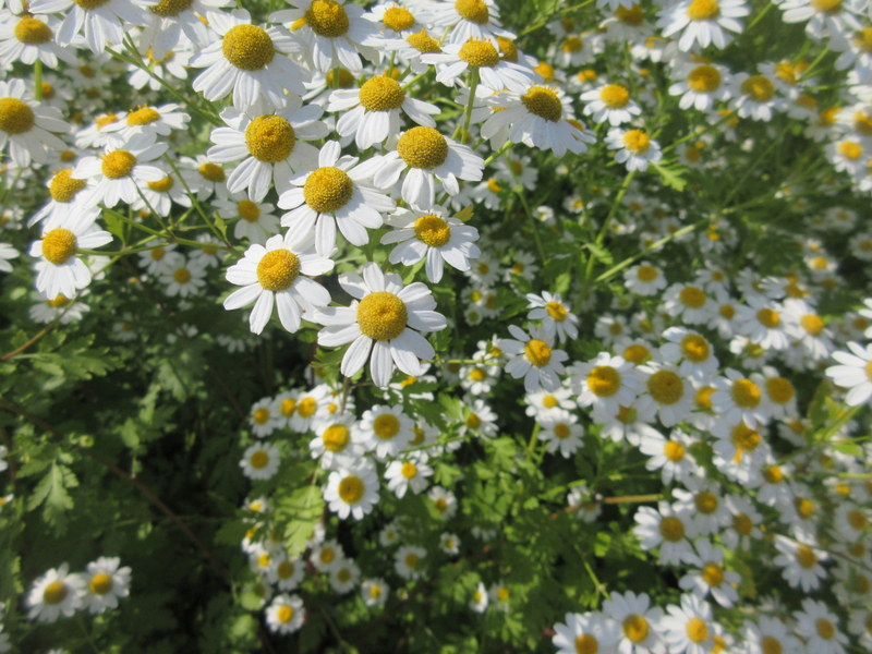 TANACETUM  PARTHENIUM  FEVERFEW 21-07-2021 15-24-10.JPG