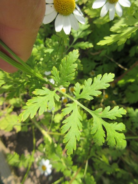 TANACETUM  PARTHENIUM  FEVERFEW 21-07-2021 15-24-24.JPG