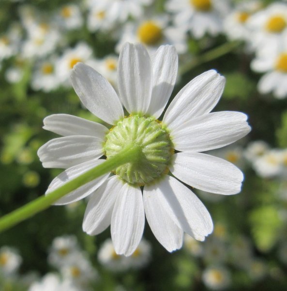 TANACETUM  PARTHENIUM  FEVERFEW 21-07-2021 15-24-50.JPG